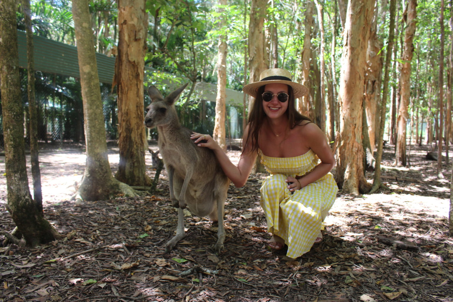 Australia Zoo with kangaroos, brisbane